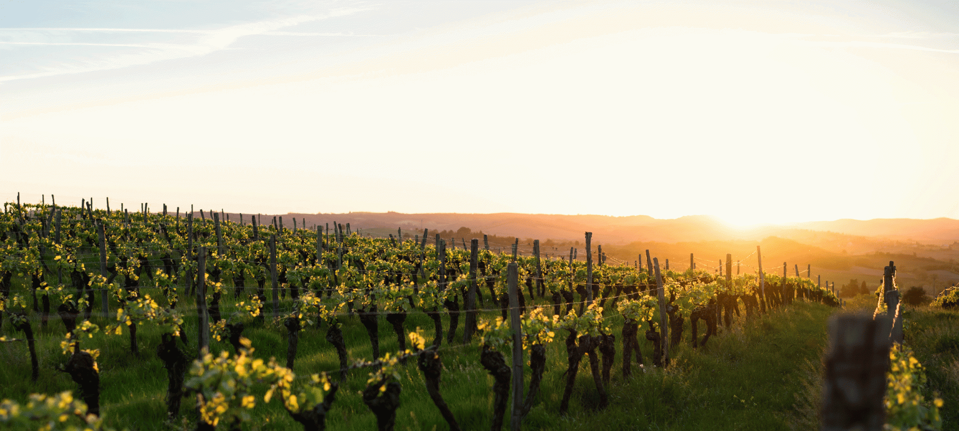 vineyard